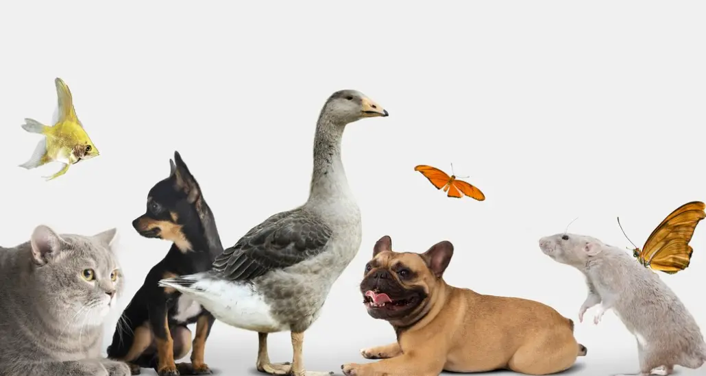 featured image of nombres de animales en ingles y espanol