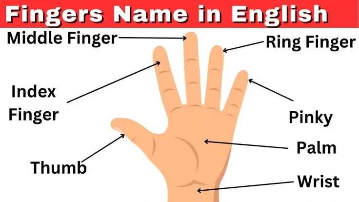 Nombres de los dedos de la mano en inglés con pronunciación correcta