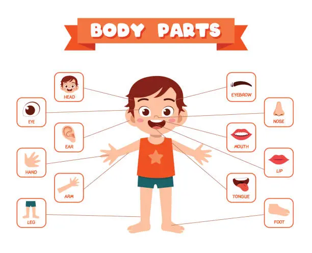 Partes del cuerpo humano en inglés con nombres, pronunciación y traducción