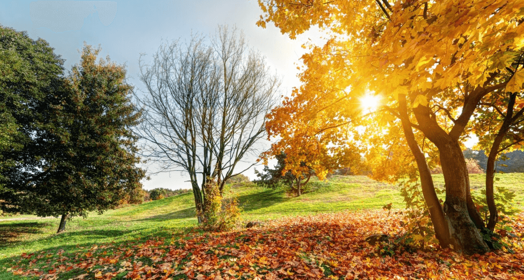 featured image of las estaciones del ano en ingles