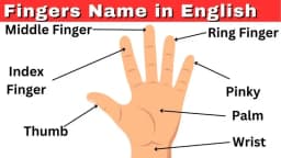 Nombres de los dedos de la mano en inglés con pronunciación correcta